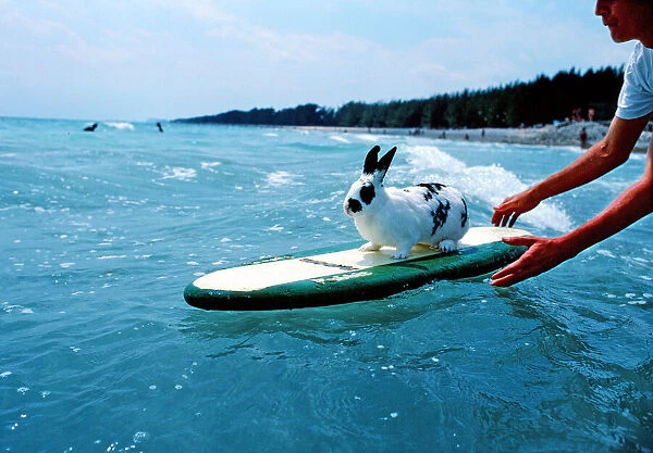 Hazel the surfing rabbit. Picture taken 1st June 1981