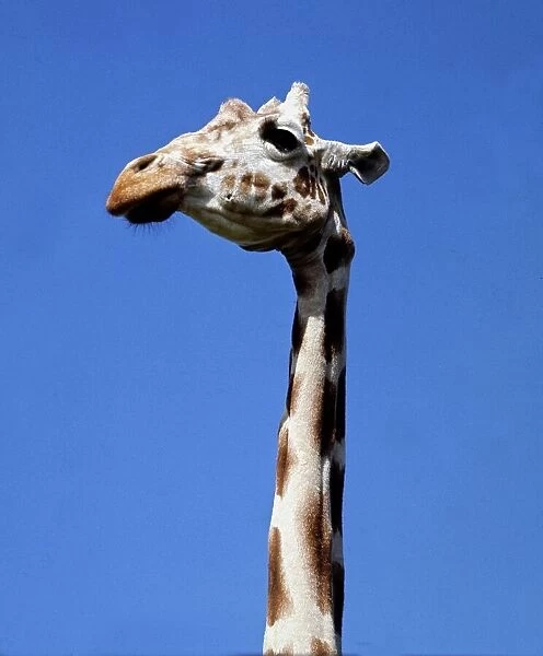 Head and neck of a giraffe at Whispanade Zoo March 1966