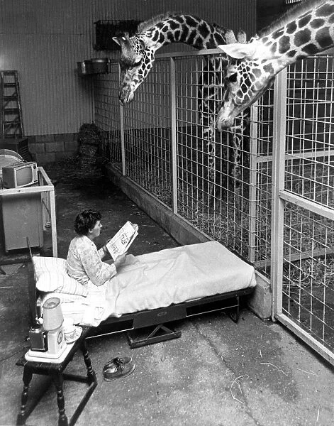 Head zoo-keeper Miss Irene Carley keeps an overnight watch on expectant mother Sorbo