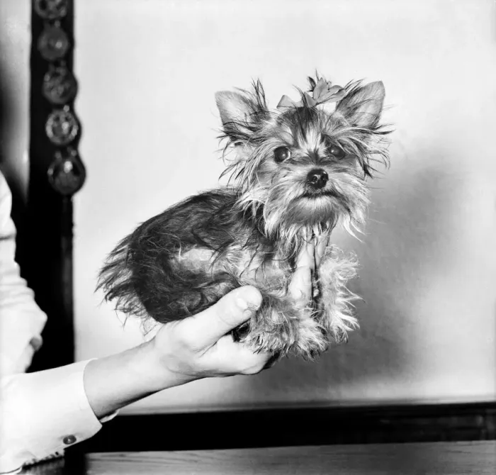 Framed Print : You have heard of lap dogs well Fifi here is smaller than the average Yorkshire Terrier Framed Print : You have heard of lap dogs well Fifi here is smaller than the average Yorkshire Terrier