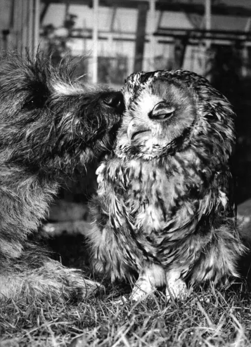 Framed Print : Everyone has heard about the remarkable friendship between the owl