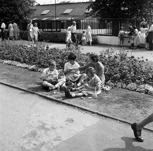 Heatwave at London Zoo. 22nd August 1955