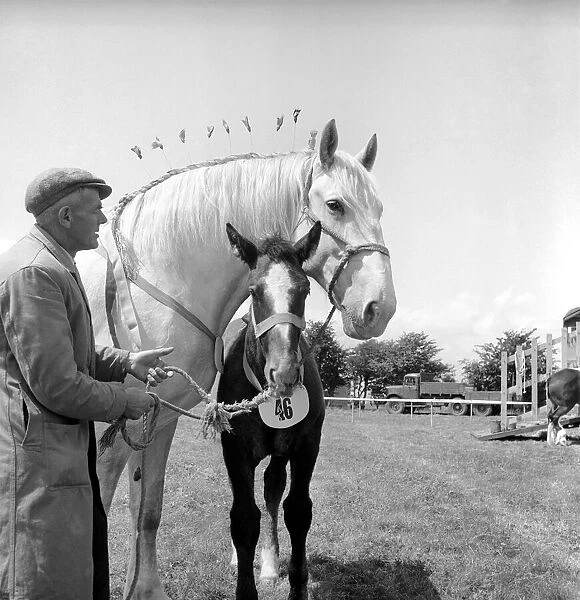 Heavy horse show. Mare and Pony. July 1953 D3730-001