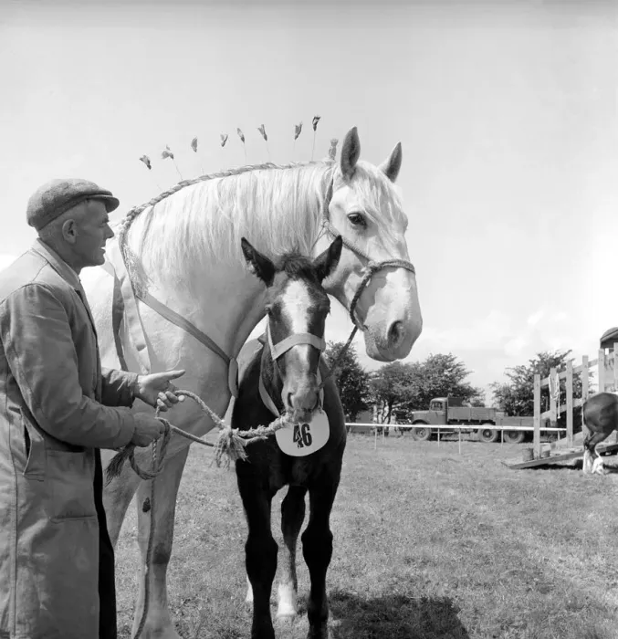 Framed Print : Heavy horse show. Mare and Pony. July 1953 D3730-001 Framed Print : Heavy horse show. Mare and Pony. July 1953 D3730-001