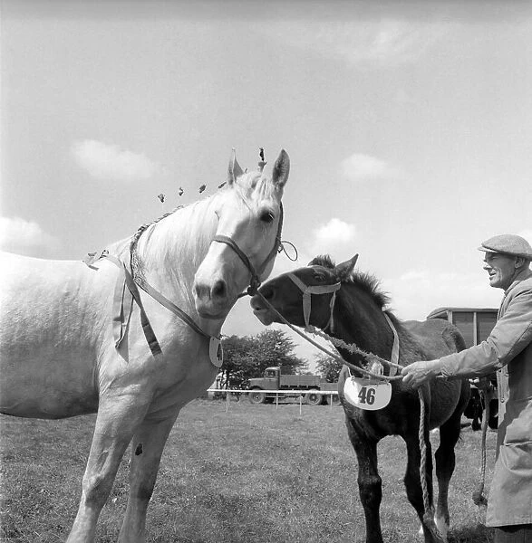 Heavy horse show. Mare and Pony. July 1953 D3730