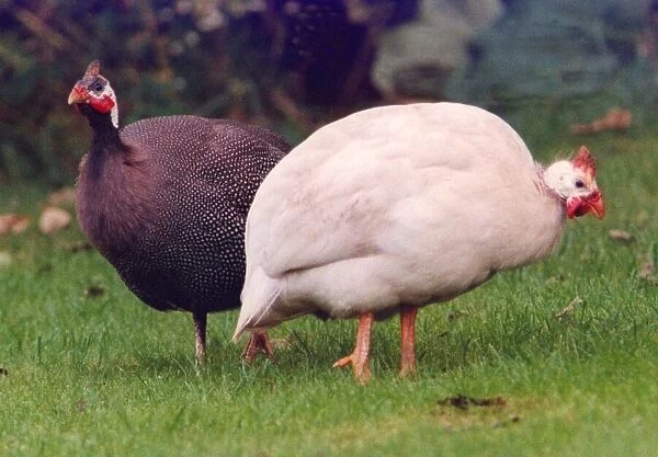 Two Helmeted Guinea Fowl