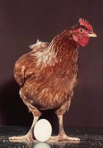 A Hen with an egg at its feet October 1976