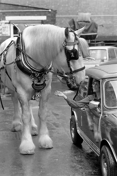 Hengist the shire horse talking to a woman driving a mini car. May 1975
