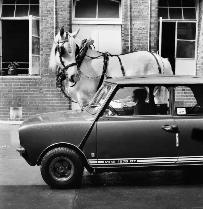 Framed Print : Hengist the shire horse talking to a woman driving a mini car. May 1975