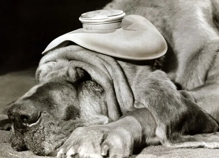 Framed Print : Henry the Blood Hound dog asleep with a hot water bottle on his head to cure his headache Framed Print : Henry the Blood Hound dog asleep with a hot water bottle on his head to cure his headache