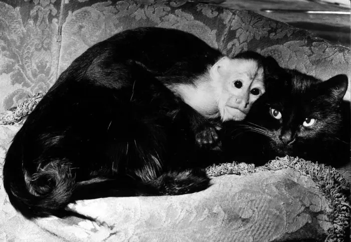 Framed Print : Henry the Capucine monkey and Topsy the cat belongs to Mrs Christine Moule of Marylebone