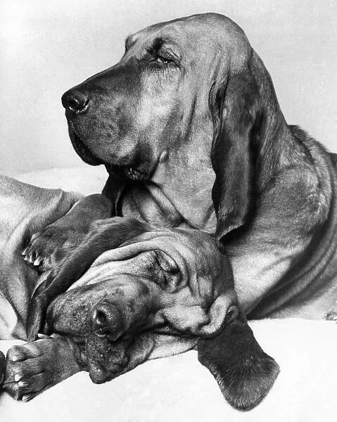 Henry the famous T. V. Commercial bloodhound. February 1976 P009292