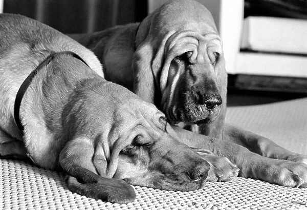 'Henry and 'Pedro'are the only film star bloodhounds who get a full