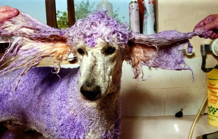 Framed Print : Henry the Violet Poodle has his fur dyed - May 1992 A©Mirrorpix Framed Print : Henry the Violet Poodle has his fur dyed - May 1992 A©Mirrorpix