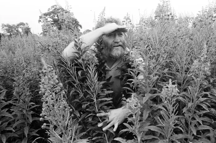 Framed Print : Herb food feature by broadcaster and environmentalist David Bellamy. 13th August 1980 Framed Print : Herb food feature by broadcaster and environmentalist David Bellamy. 13th August 1980