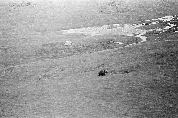 Hercules The Bear, tracked down and captured on the waste moorlands of North Uist