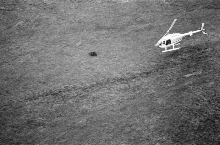 Framed Print : Hercules The Bear, tracked down and captured on the waste moorlands of North Uist Framed Print : Hercules The Bear, tracked down and captured on the waste moorlands of North Uist