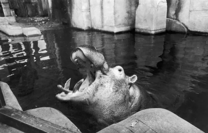 Framed Print : Hercules takes a last dip in his pool at Belle Vue before moving to Cleethorpes Zoo 14th