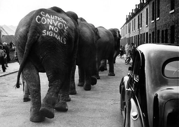 Herd of elephants marching up a street Circa 1960 P011828