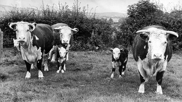 A herd of Hereford cattle