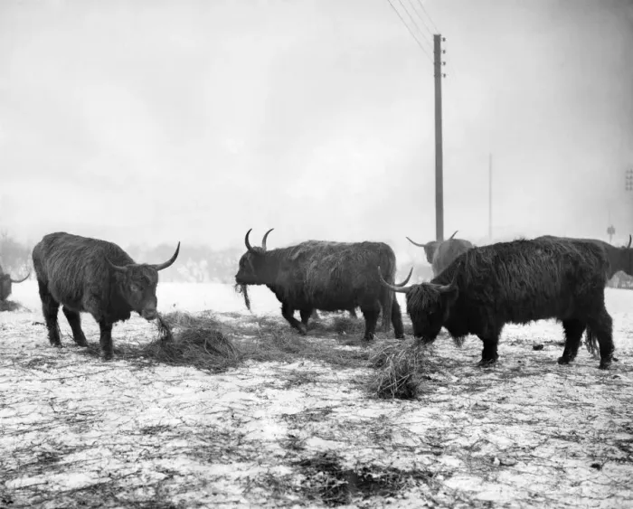 Framed Print : A herd of Highland cattle has been brought from Scotland to Bowlee, near Middleton, Lancs Framed Print : A herd of Highland cattle has been brought from Scotland to Bowlee, near Middleton, Lancs