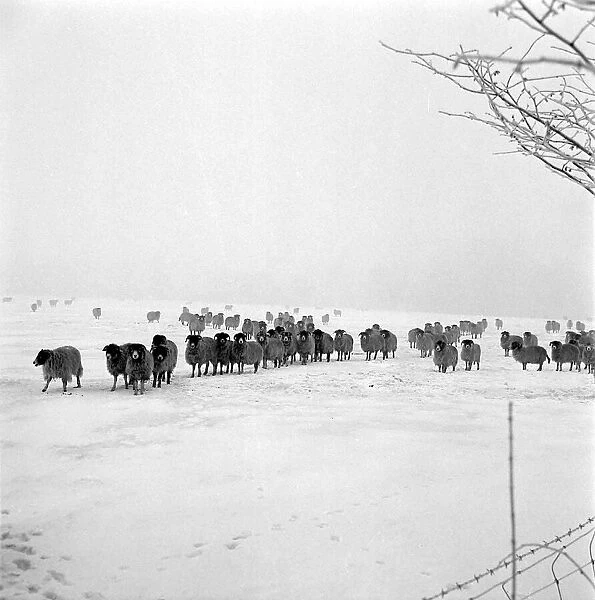 A herd of sheep flock together in the snow during the winter of 1963