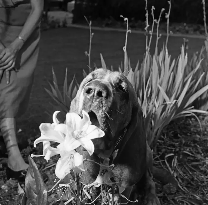 Framed Print : Heres Colonel the bloodhound with a one track mind Framed Print : Heres Colonel the bloodhound with a one track mind