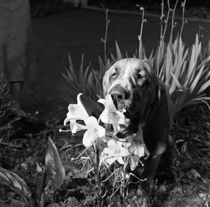 Framed Print : Heres Colonel the bloodhound with a one track mind Framed Print : Heres Colonel the bloodhound with a one track mind