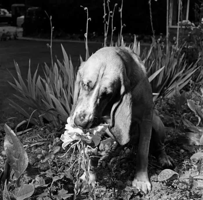 Framed Print : Heres Colonel the bloodhound with a one track mind Framed Print : Heres Colonel the bloodhound with a one track mind