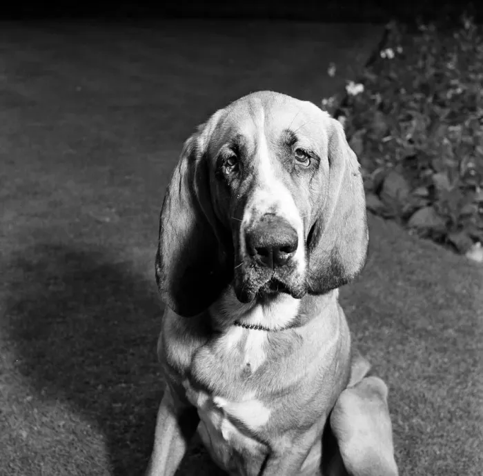 Framed Print : Heres Colonel the bloodhound with a one track mind Framed Print : Heres Colonel the bloodhound with a one track mind