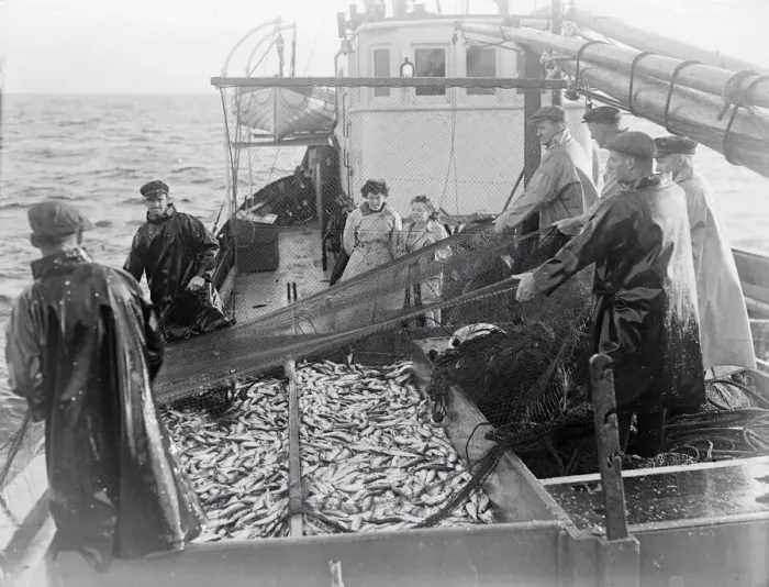 Framed Print : Herring Fishing fleet at Lerwick, Shetland Isles. 1950 Freda Adamson
