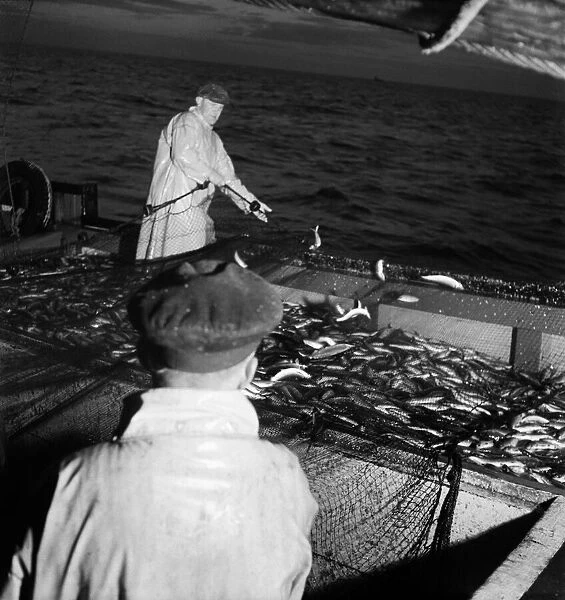 Herring Fishing fleet at Lerwick, Shetland Isles. June 1950 O24442-005