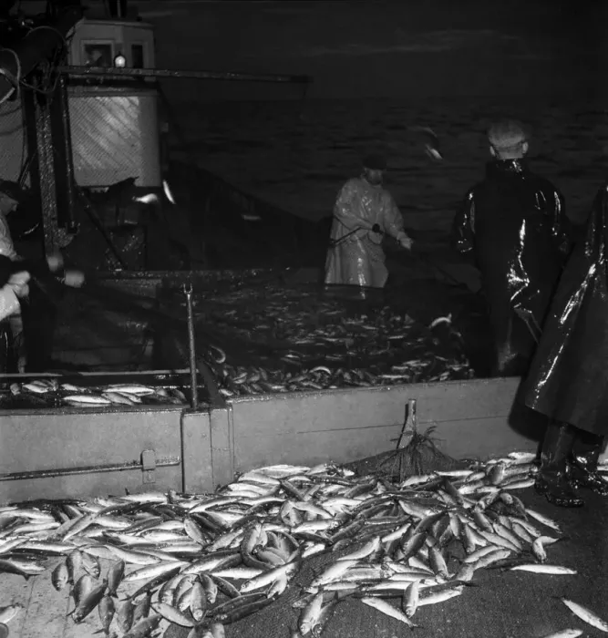 Framed Print : Herring Fishing fleet at Lerwick, Shetland Isles. June 1950 O24442-002 Framed Print : Herring Fishing fleet at Lerwick, Shetland Isles. June 1950 O24442-002