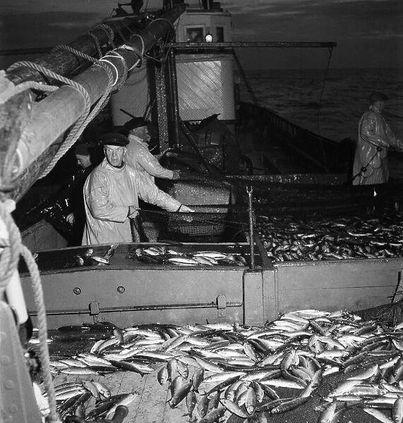 Herring Fishing fleet at Lerwick, Shetland Isles. June 1950 O24442-003