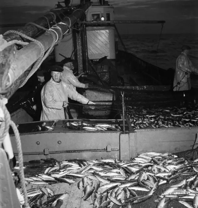 Framed Print : Herring Fishing fleet at Lerwick, Shetland Isles. June 1950 O24442-003 Framed Print : Herring Fishing fleet at Lerwick, Shetland Isles. June 1950 O24442-003