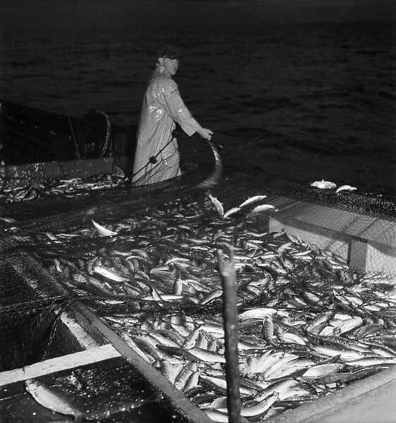 Herring Fishing fleet at Lerwick, Shetland Isles. June 1950 O24442-001