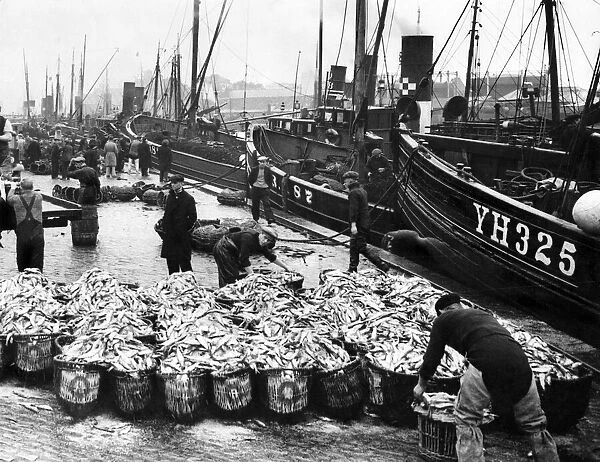 The herring fleet lands its catch at Yarmouth. October 1936 P004153