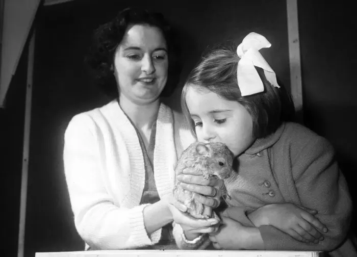 Framed Print : Hes fluffy and cuddly. Wendy Harrison seen here with one of the baby Chinchilla Framed Print : Hes fluffy and cuddly. Wendy Harrison seen here with one of the baby Chinchilla