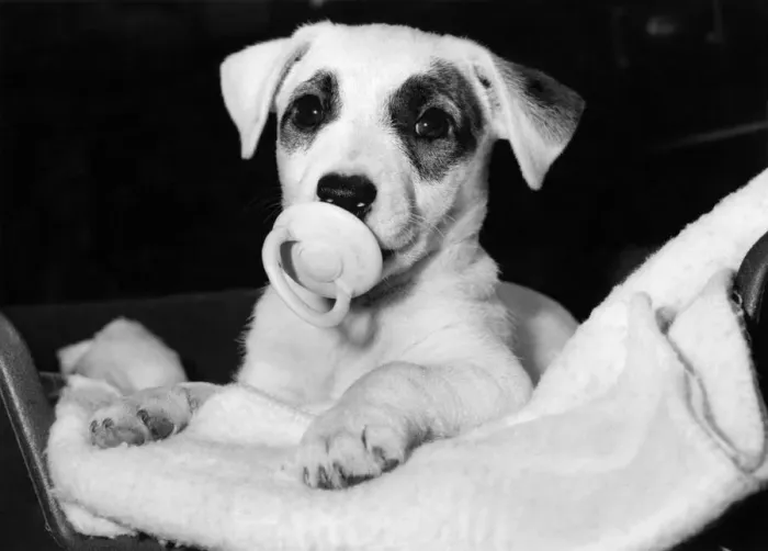 Framed Print : Hey dummy. Polly the terrier. January 1984 P006499