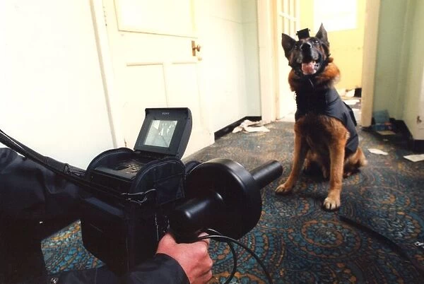 Hi-tech police dog Tex with a video camera attached to his head