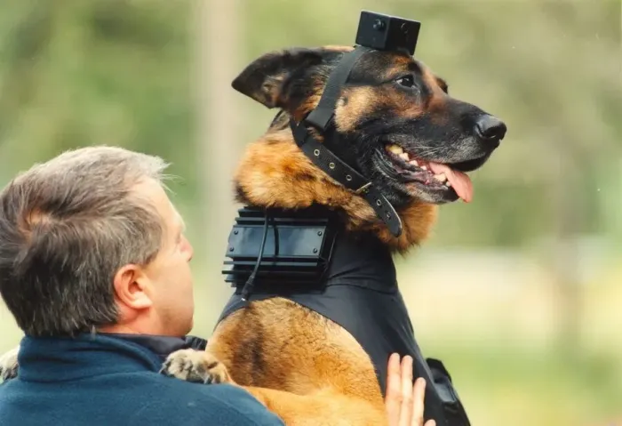 Framed Print : Hi-tech police dog Tex with a video camera attached to his head Framed Print : Hi-tech police dog Tex with a video camera attached to his head