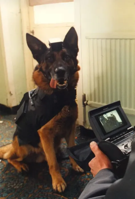 Framed Print : Hi-tech police dog Tex with a video camera attached to his head