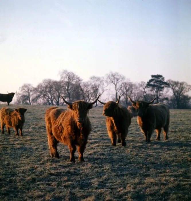 Framed Print : Highland Cattle grazing in Wilmslow, Cheshire 1974 Framed Print : Highland Cattle grazing in Wilmslow, Cheshire 1974