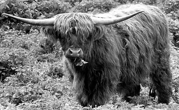 A Highland cattle in the grounds of Charlecote Park, Warwickshire. 23rd April 1974