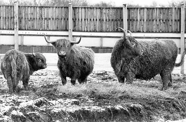 Some of the Highland Cattle at Lambton Pleasure Park in January 1978