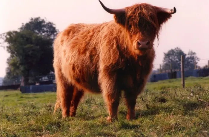 Framed Print : Highland cattle at Marlish Farm