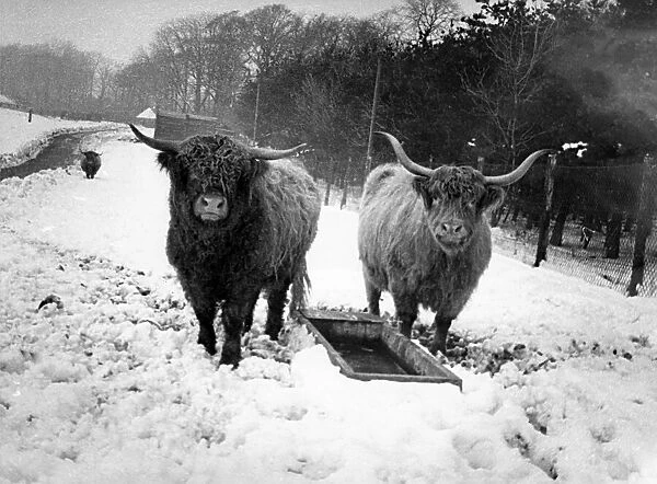 Some of the Highland Cattle in the snow at Lambton Pleasure Park in March 1979