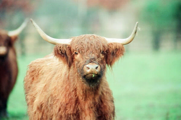 Highland Cattle at Stewart Park, Marton, Middlesbrough, England, 28th December 1993