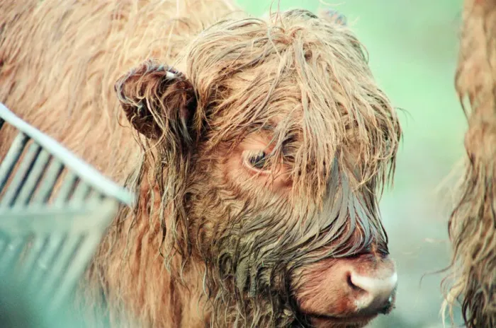 Framed Print : Highland Cattle at Stewart Park, Marton, Middlesbrough, England, 28th December 1993 Framed Print : Highland Cattle at Stewart Park, Marton, Middlesbrough, England, 28th December 1993