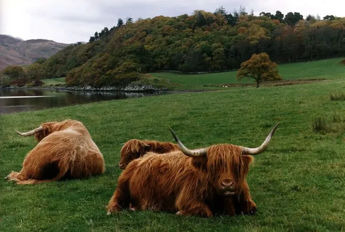 Framed Print : Highland cows cattle grazing in field by loch circa 1995 Framed Print : Highland cows cattle grazing in field by loch circa 1995